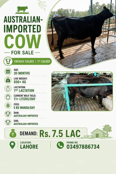 Taza Sui Gaye for Sale | Freshly Calved |Australian Imported Cows