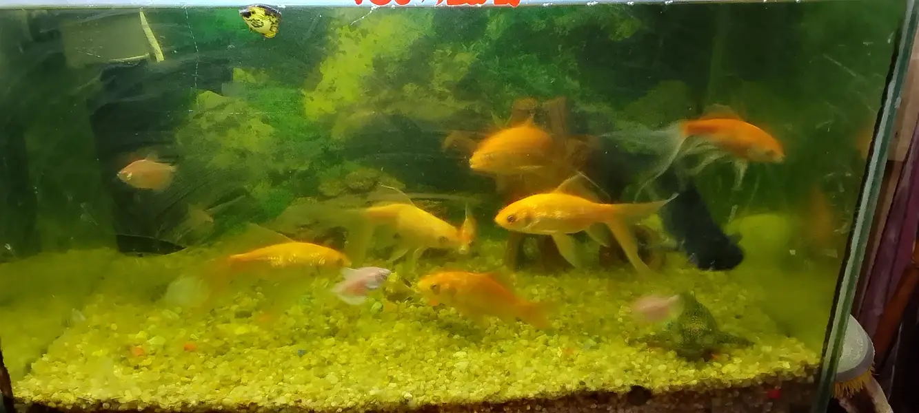 goldfish shark fish chipkali fish and other