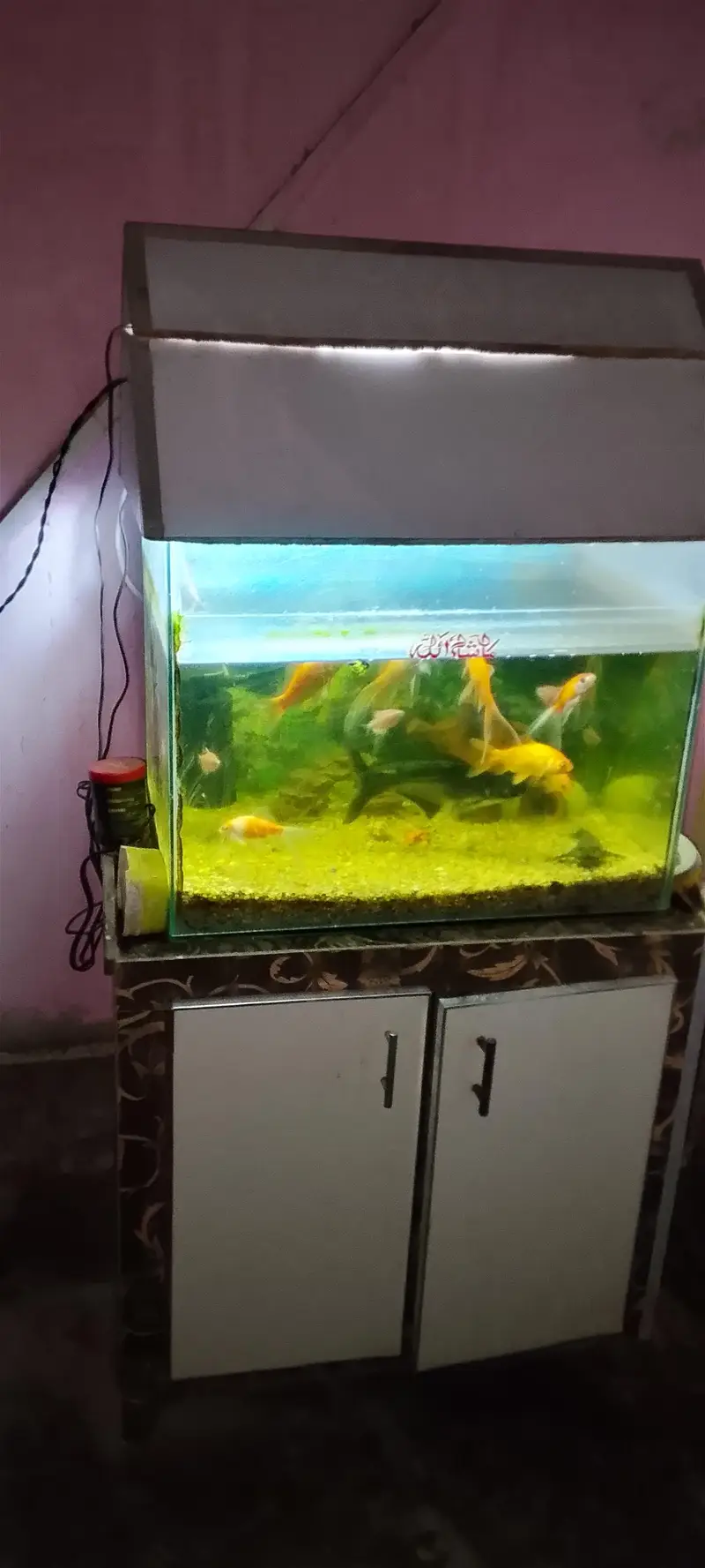 goldfish shark fish chipkali fish and other — photo 2