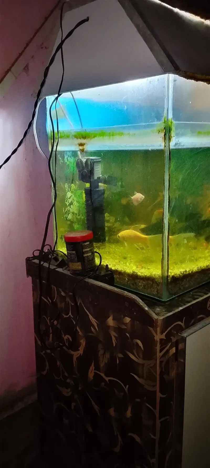 goldfish shark fish chipkali fish and other — photo 3
