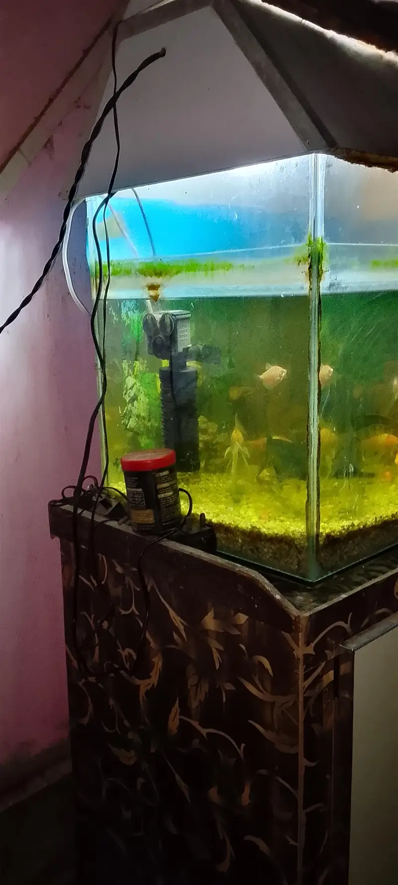 goldfish shark fish chipkali fish and other — photo 4
