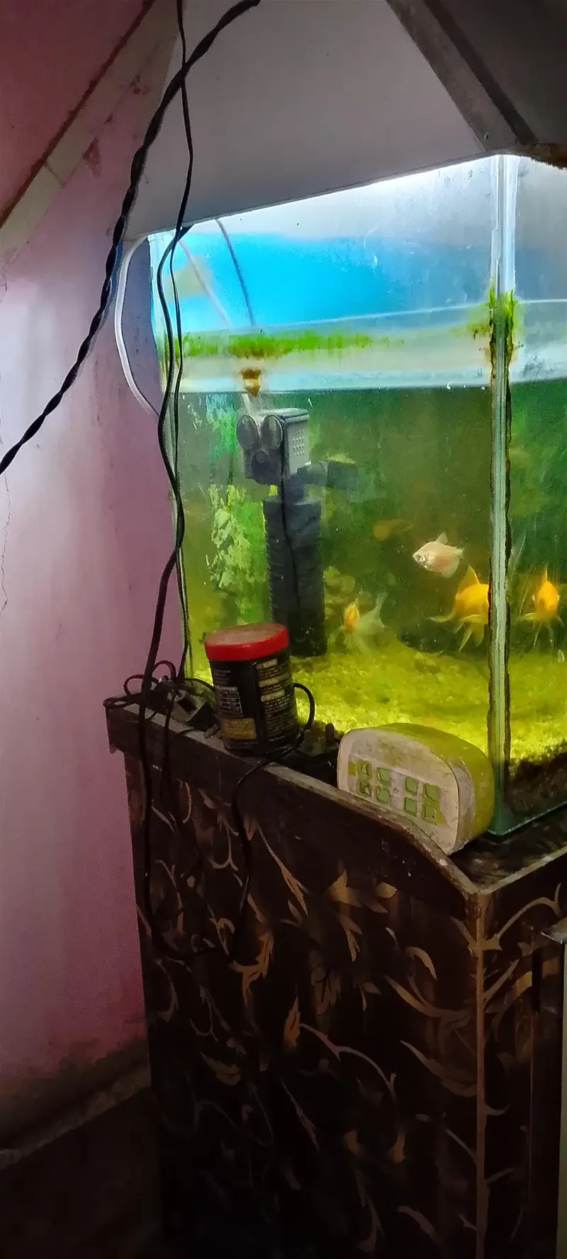 goldfish shark fish chipkali fish and other — photo 5