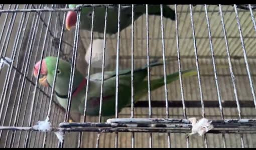 Raw parrot 2.6 moth age fully granted breeder