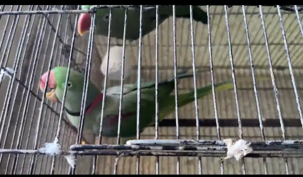 Raw parrot 2.6 moth age fully granted breeder