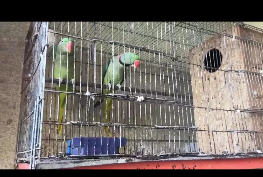 Raw parrot 2.6 moth age fully granted breeder — photo 3