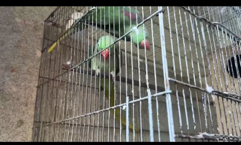 Raw parrot 2.6 moth age fully granted breeder — photo 4