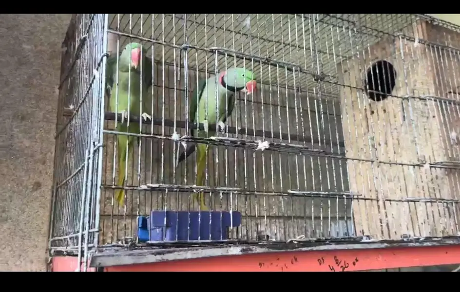 Raw parrot 2.6 moth age fully granted breeder — photo 5
