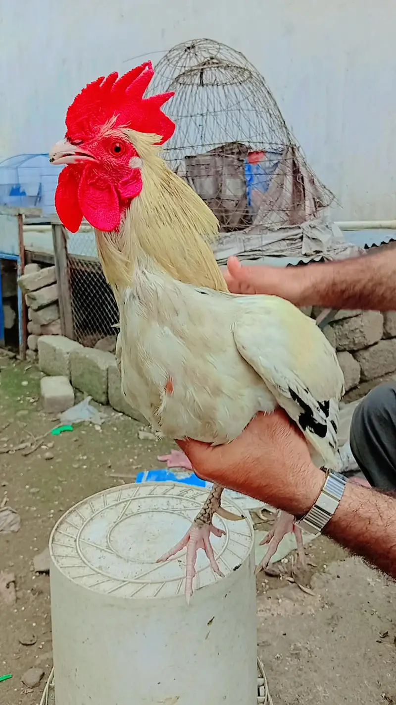 Aseel Aur Desi Murghe For Sale - Attock — photo 2