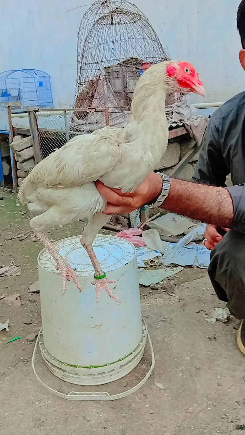 Aseel Aur Desi Murghe For Sale - Attock — photo 3