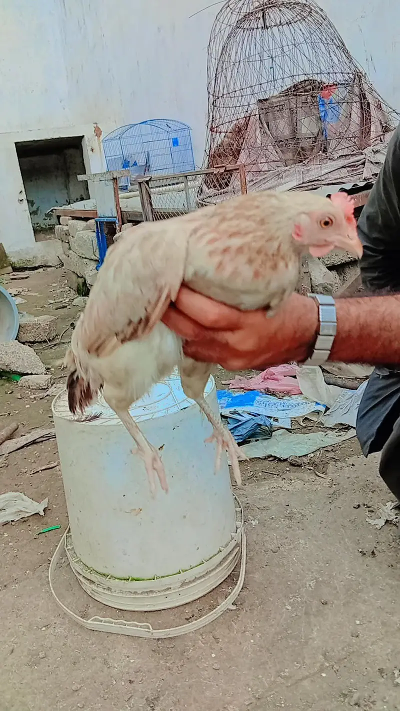 Aseel Aur Desi Murghe For Sale - Attock — photo 4