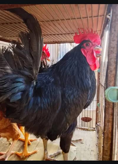 Australorp Ke 2 breeder Murge aur Ek Golden Buff Ki Murgi for sale