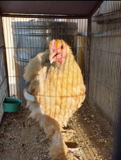 Australorp Ke 2 breeder Murge aur Ek Golden Buff Ki Murgi For Sale