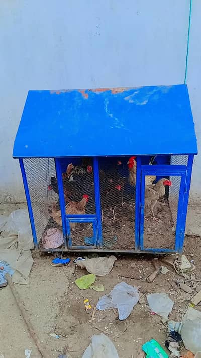 Big Iron Pinjra For Sale - Murghi, Aseel, Totay Ke Liye -