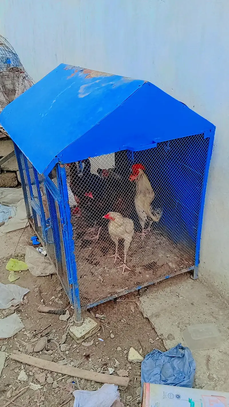Big Iron Pinjra For Sale - Murghi, Aseel, Totay Ke Liye - — photo 2
