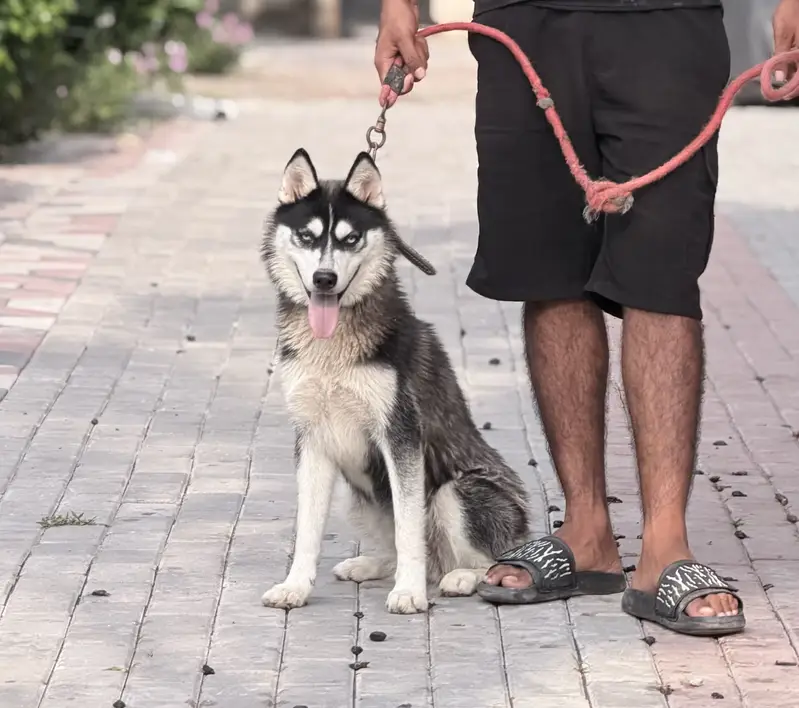 pure breed — photo 3
