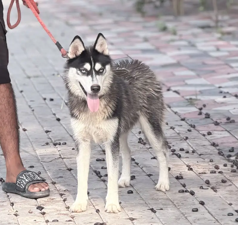 pure breed — photo 4