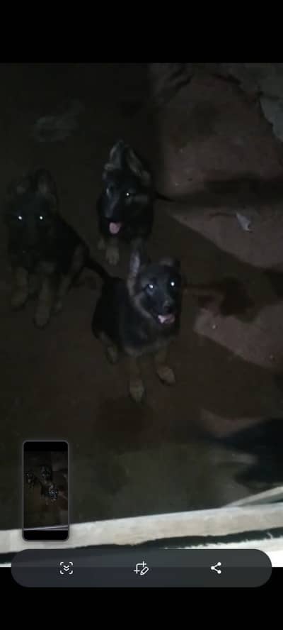 4 German Puppies Available 0331 2354838