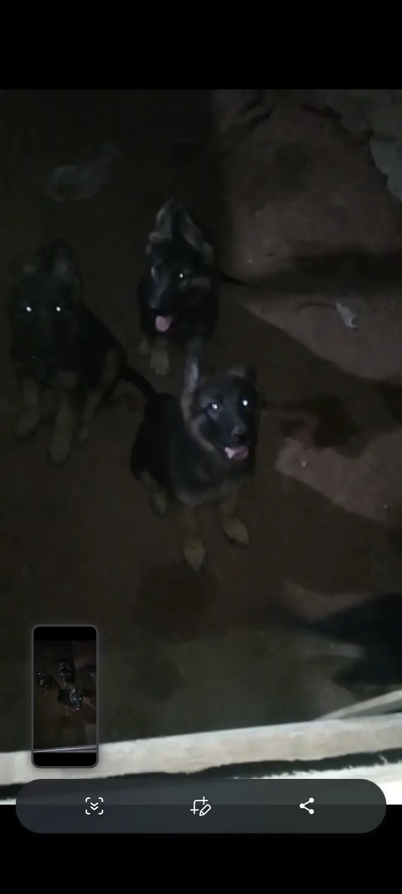 4 German Puppies Available 0331 2354838