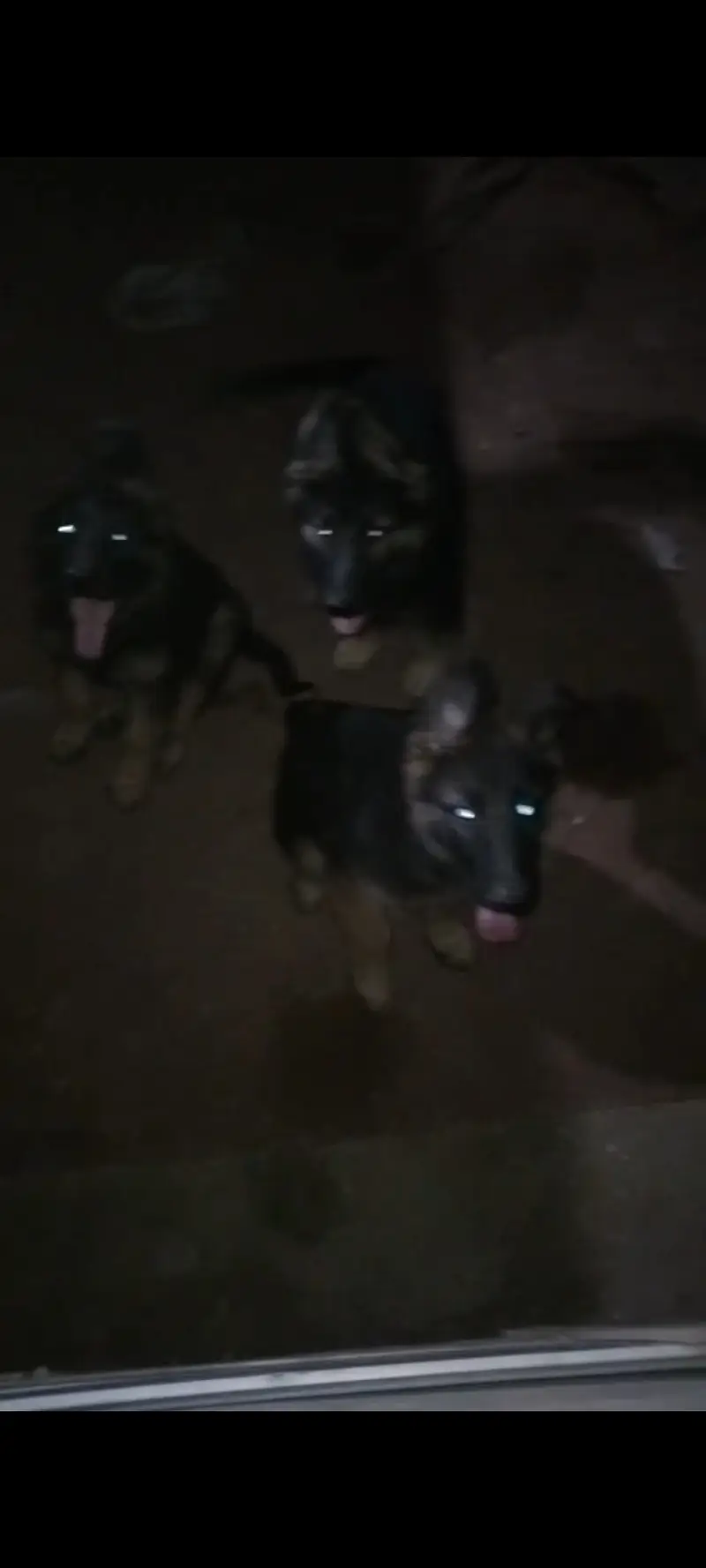 4 German Puppies Available 0331 2354838 — photo 2