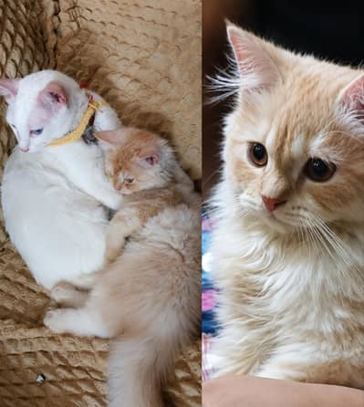 Persian cat triple coat