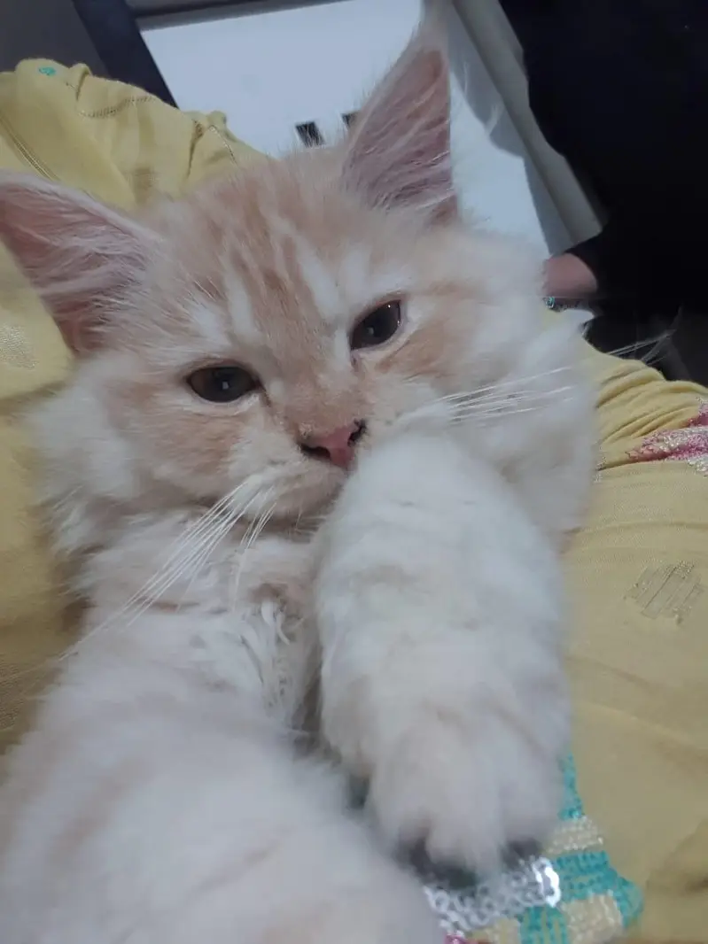 Persian cat triple coat — photo 2