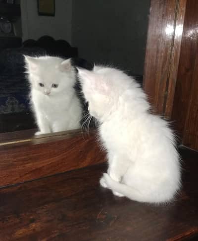 Beautiful White Persian Kittens for Sale | Long Hair | Cute & Healthy