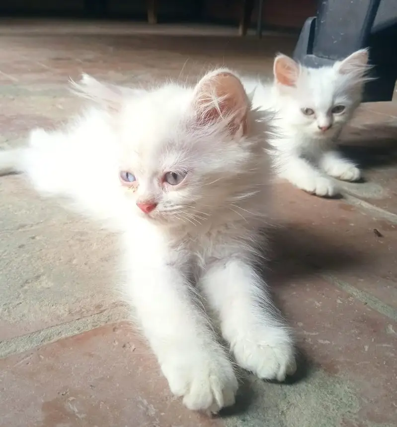 Beautiful White Persian Kittens for Sale | Long Hair | Cute & Healthy — photo 2