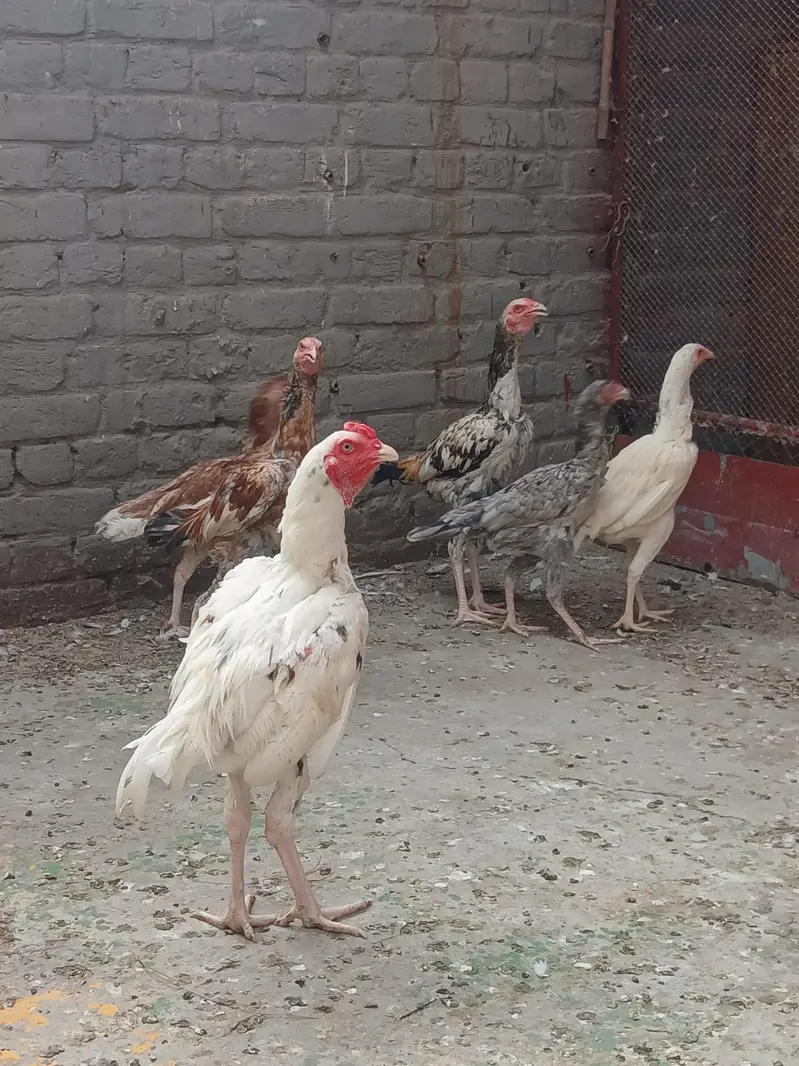 aseel Pakistani — photo 2
