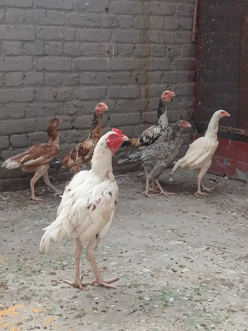 aseel Pakistani — photo 3