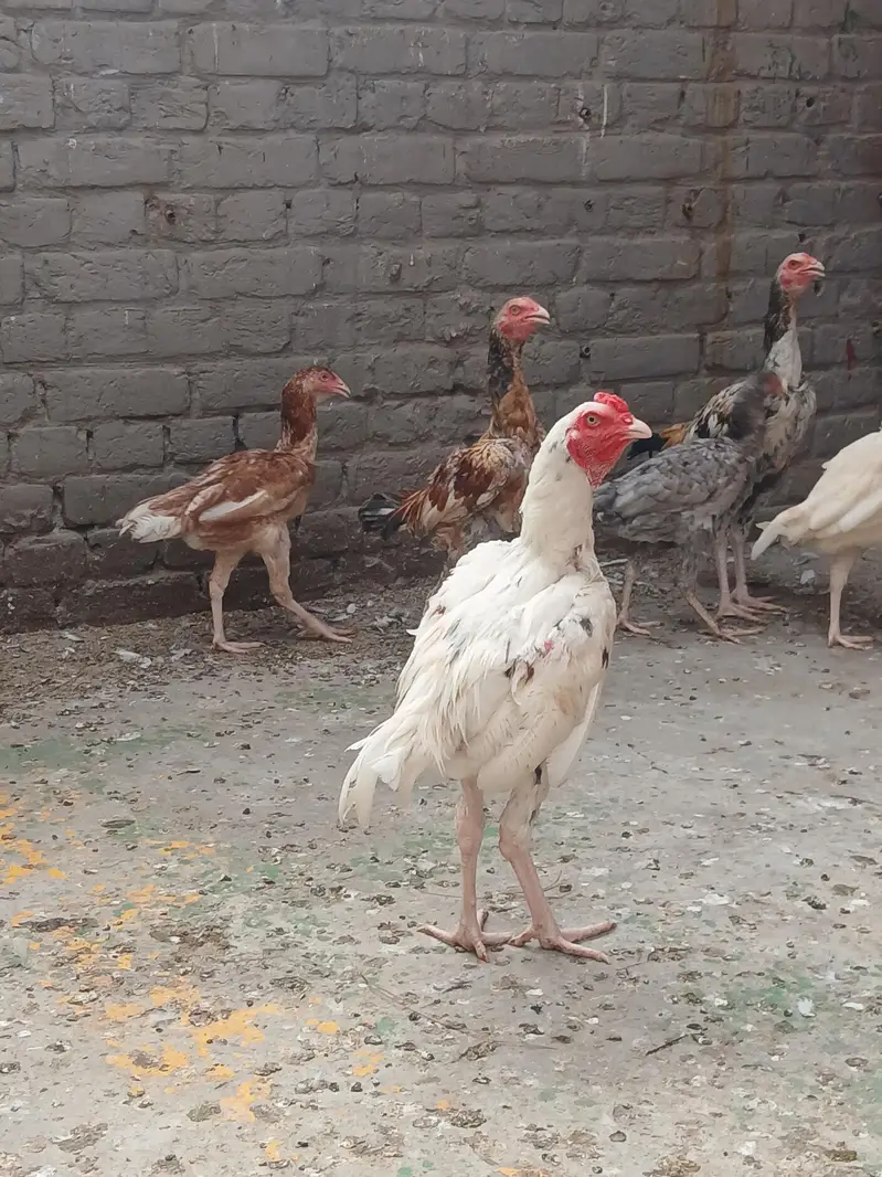 aseel Pakistani — photo 5