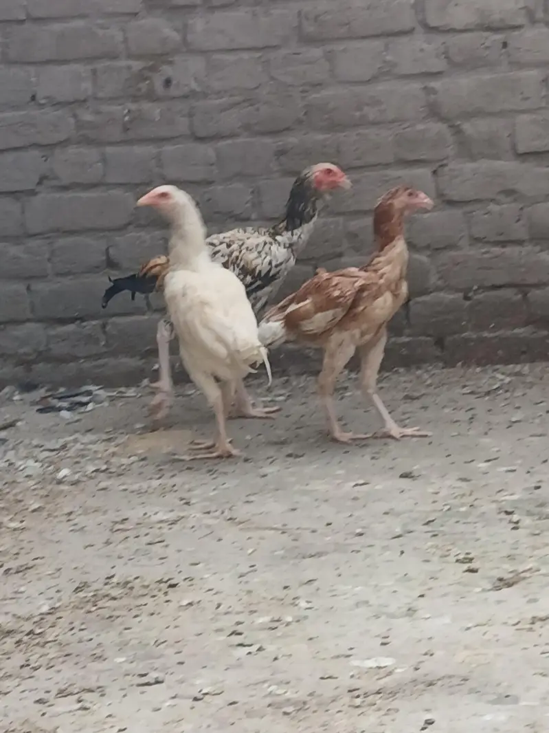 aseel Pakistani — photo 8