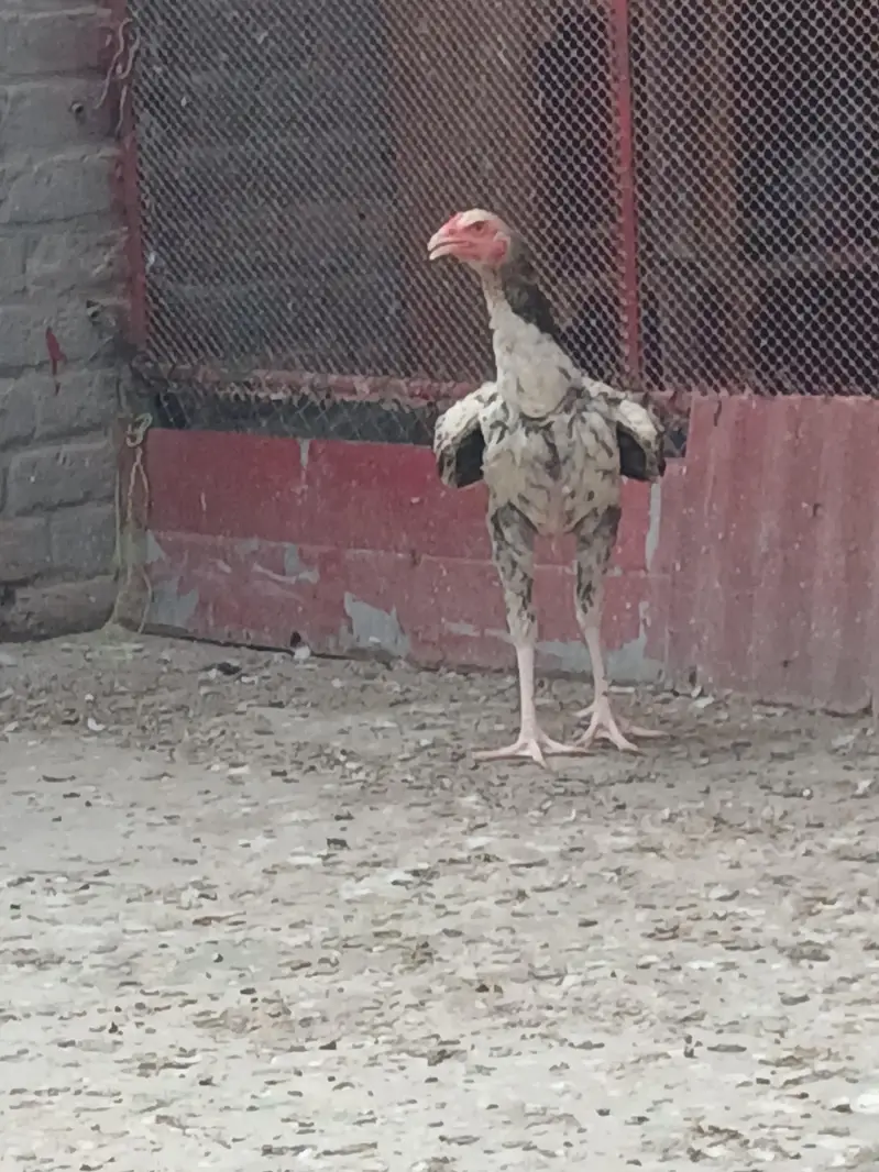 aseel Pakistani — photo 9