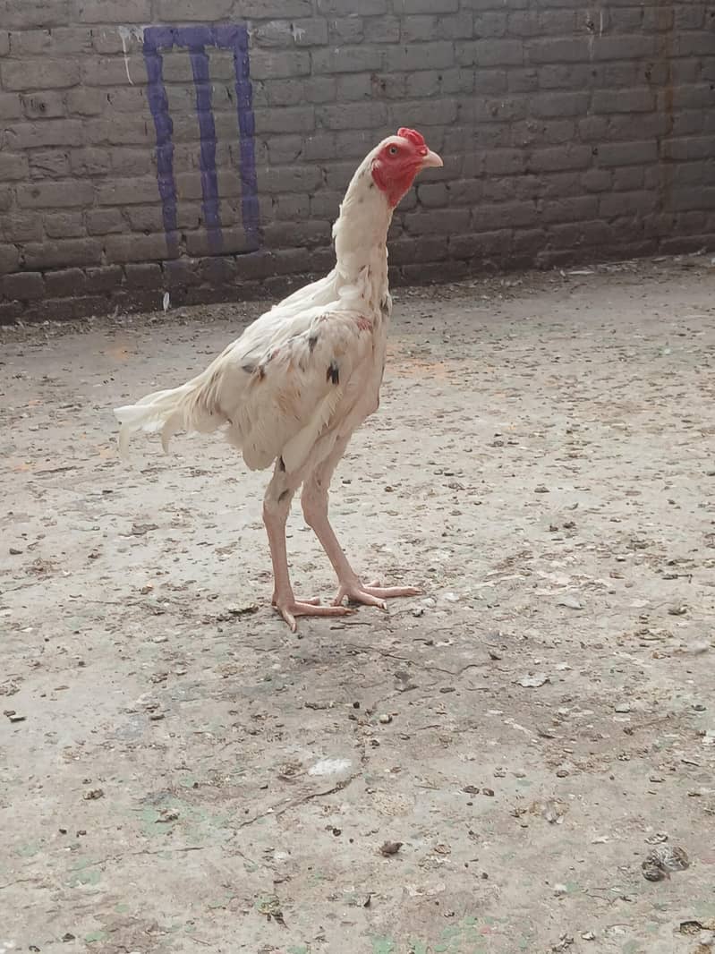 aseel Pakistani 9