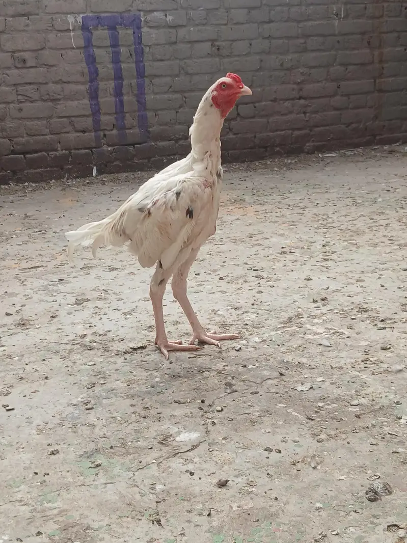 aseel Pakistani — photo 10