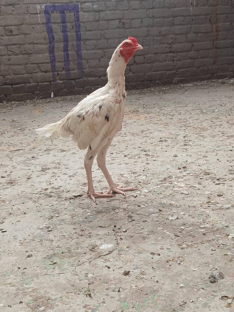 aseel Pakistani 10