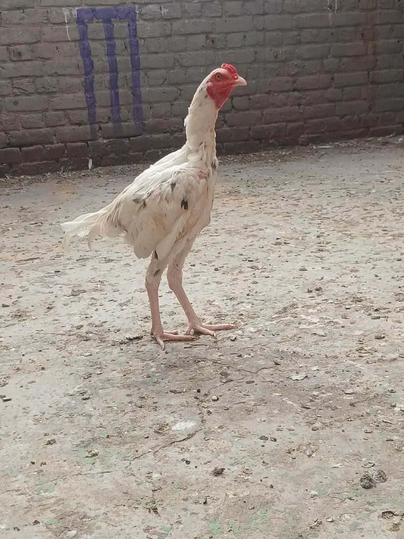 aseel Pakistani — photo 11