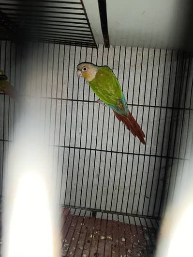 pineapple cnore yellow sided