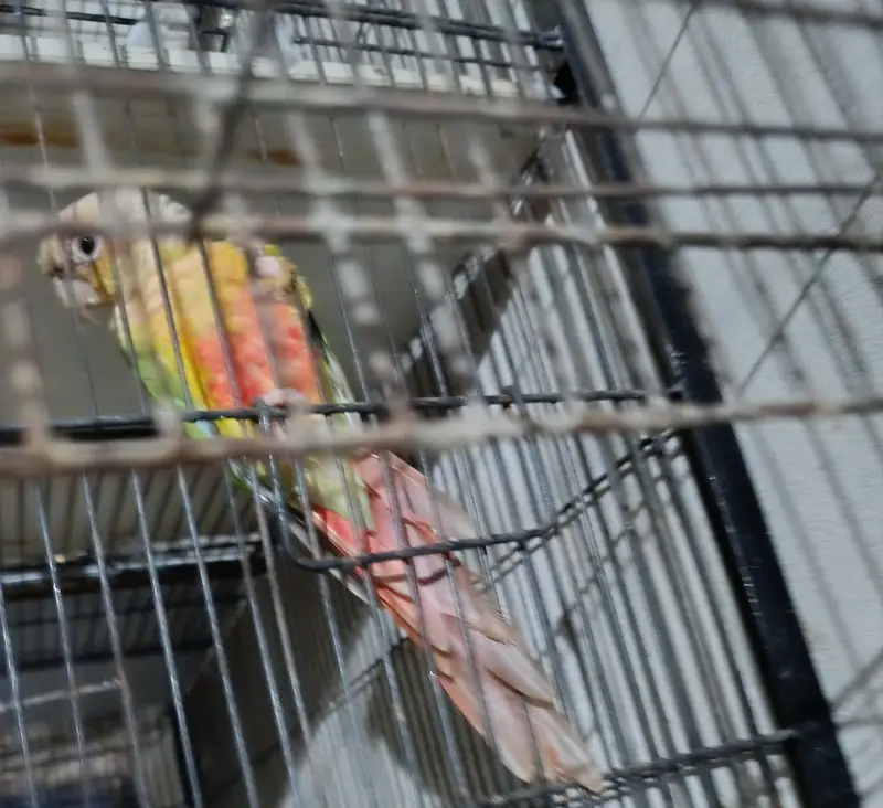 pineapple cnore yellow sided — photo 4