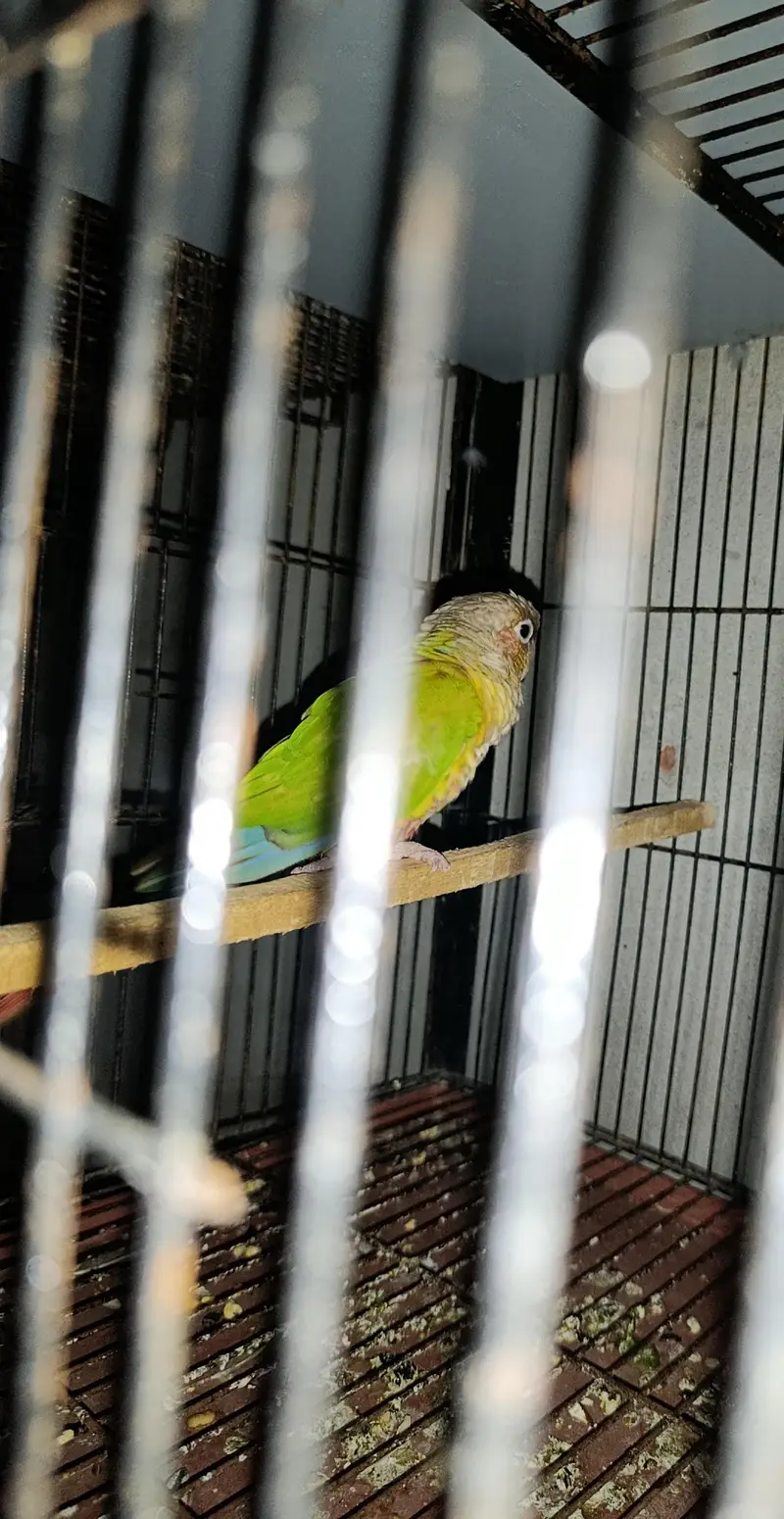 pineapple cnore yellow sided — photo 5