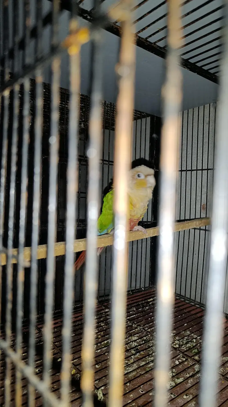 pineapple cnore yellow sided — photo 6