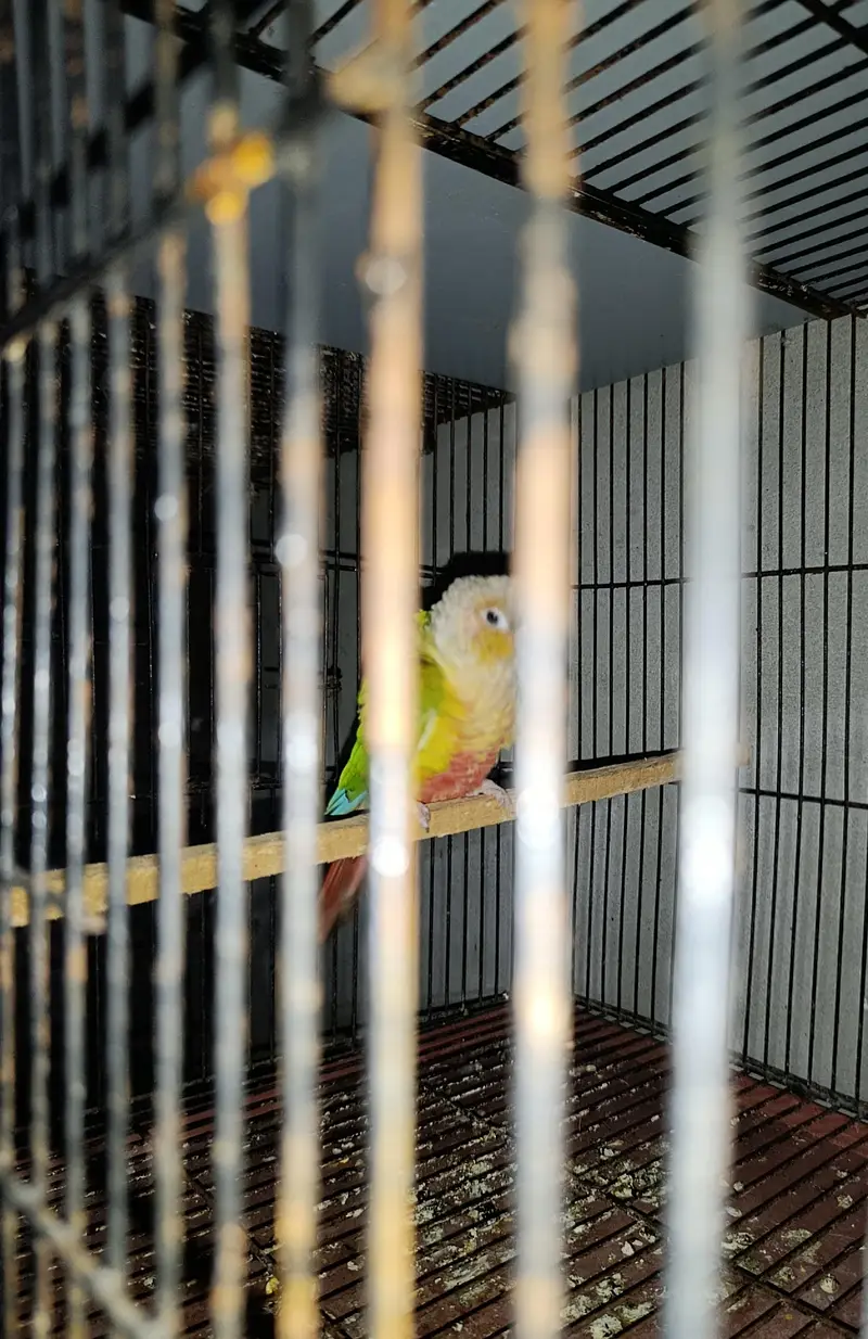 pineapple cnore yellow sided — photo 7