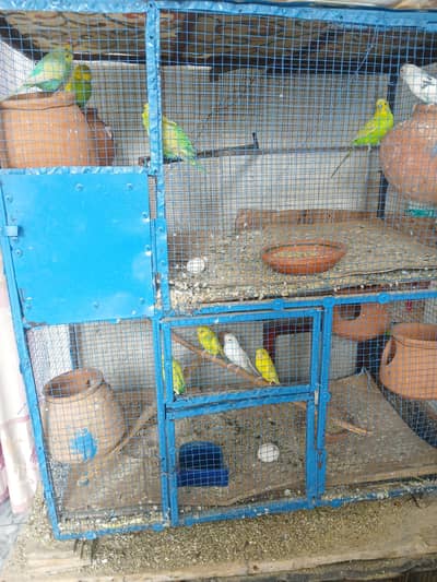 astraliun bird for sell