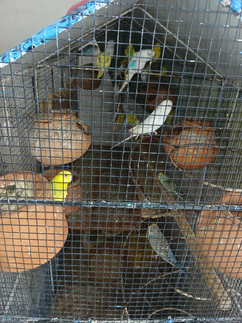 astraliun bird for sell — photo 2