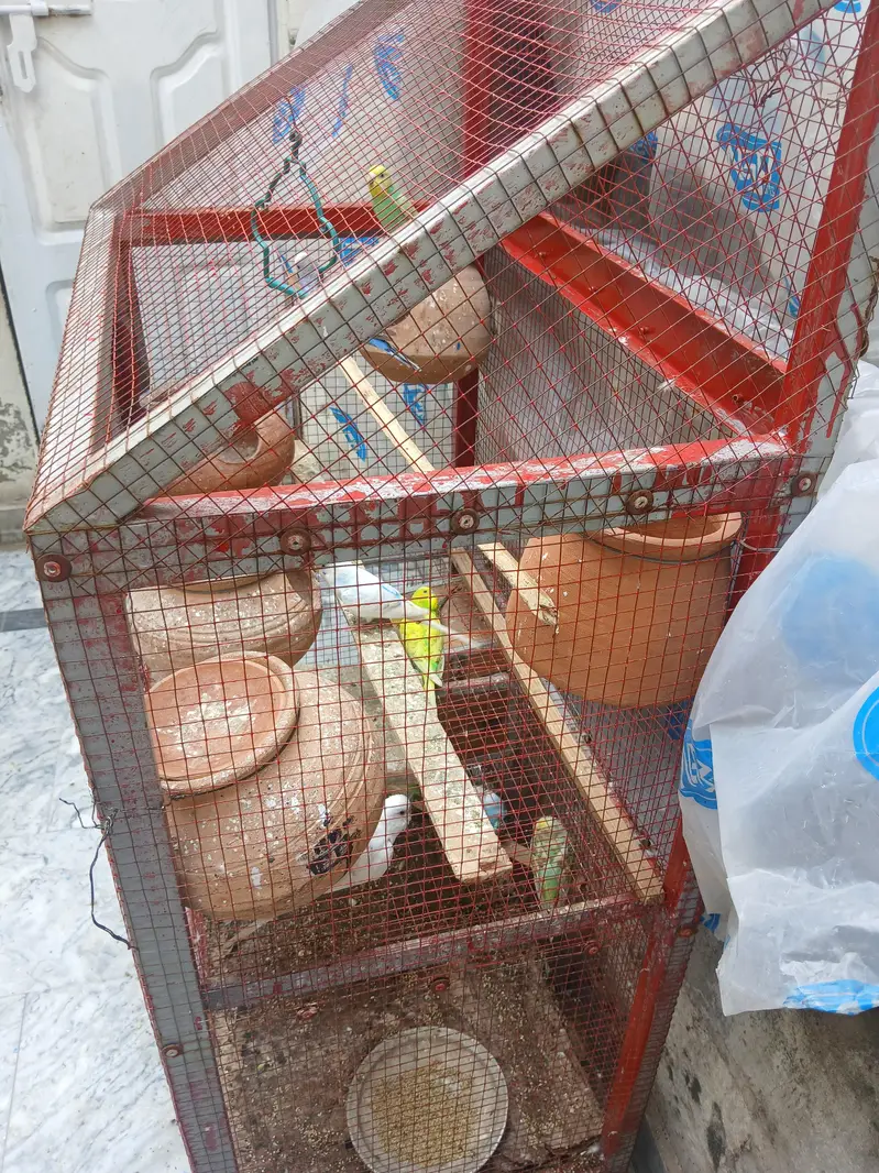 astraliun bird for sell — photo 3