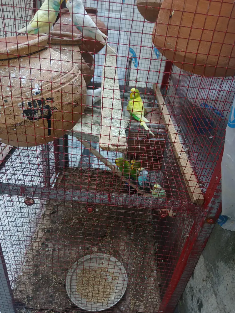 astraliun bird for sell — photo 4