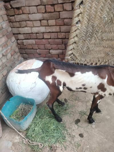 bakri for sale axhi quality hy 8 dant