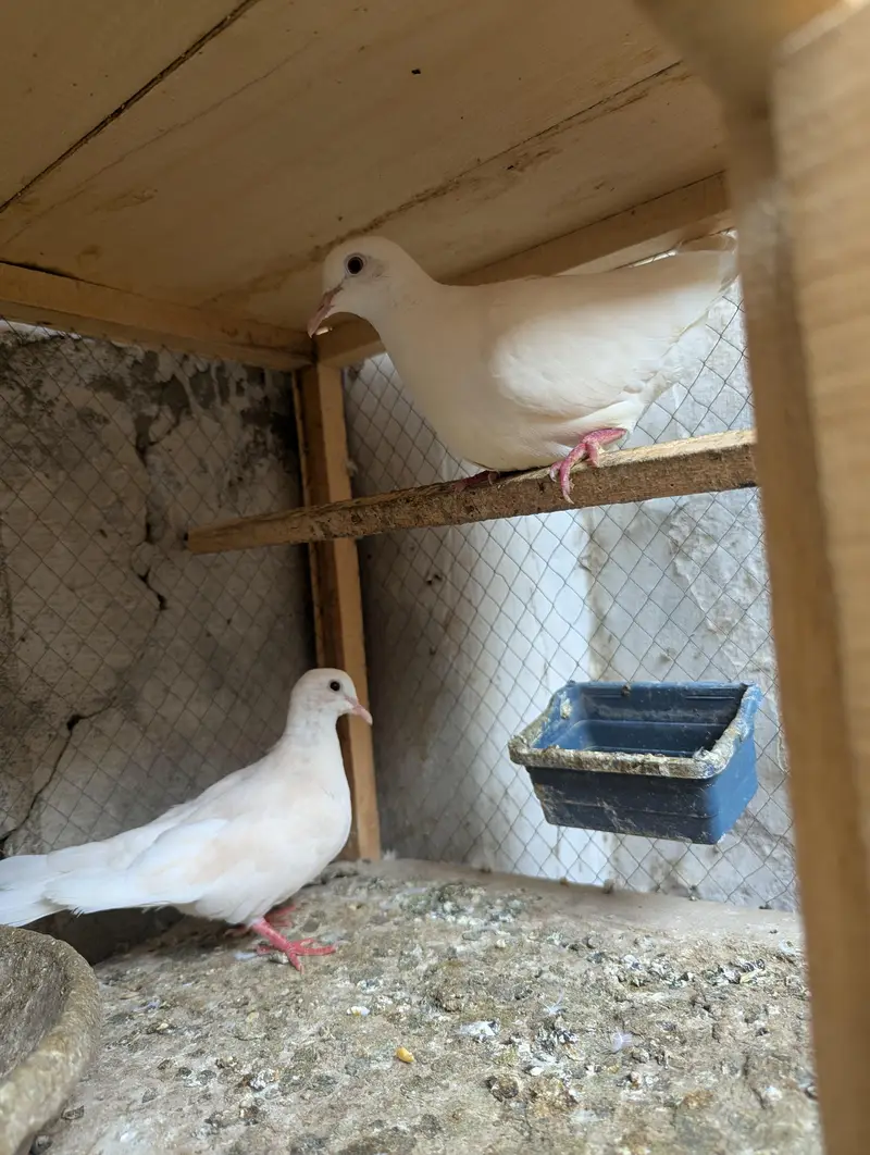 white red eyes Dove birds 03036300995 — photo 3