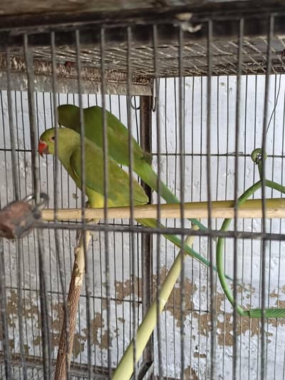 final price hai ek pair male female contact nbr 03012955899