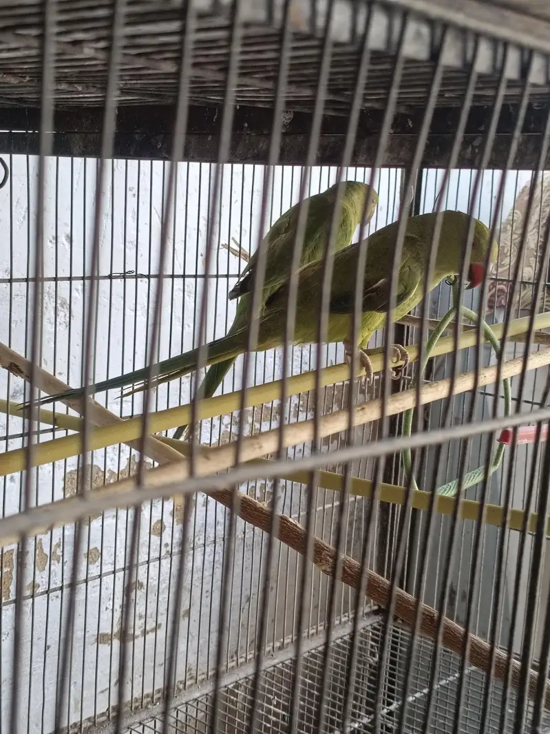 final price hai ek pair male female contact nbr 03012955899 — photo 2