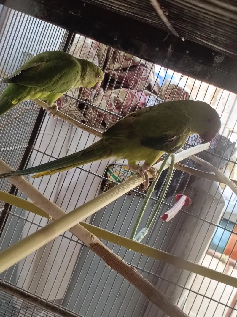 final price hai ek pair male female contact nbr 03012955899 — photo 3